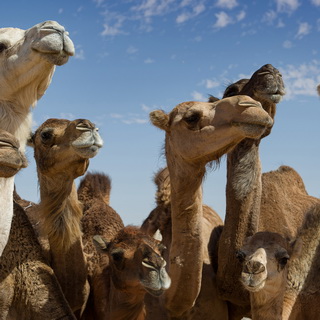Semi-wild female and young camels